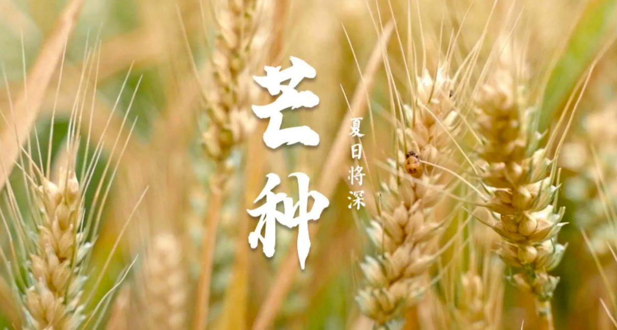 芒種時節(jié)：播種希望，收獲美好